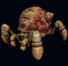 Crab Auriu de Nisip